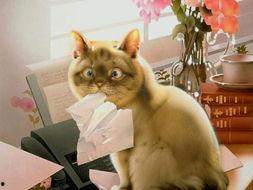 娱乐吃瓜宠物推荐,盘点那些爱看热闹的萌宠