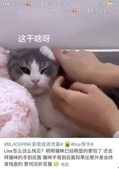 娱乐吃瓜酱虐猫小说,娱乐吃瓜酱的黑暗面揭露