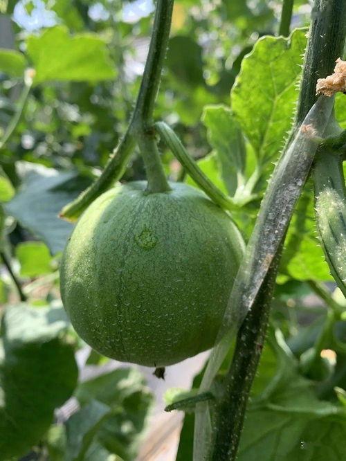 吃瓜娱乐封面怎么做,揭秘明星幕后故事与热点事件